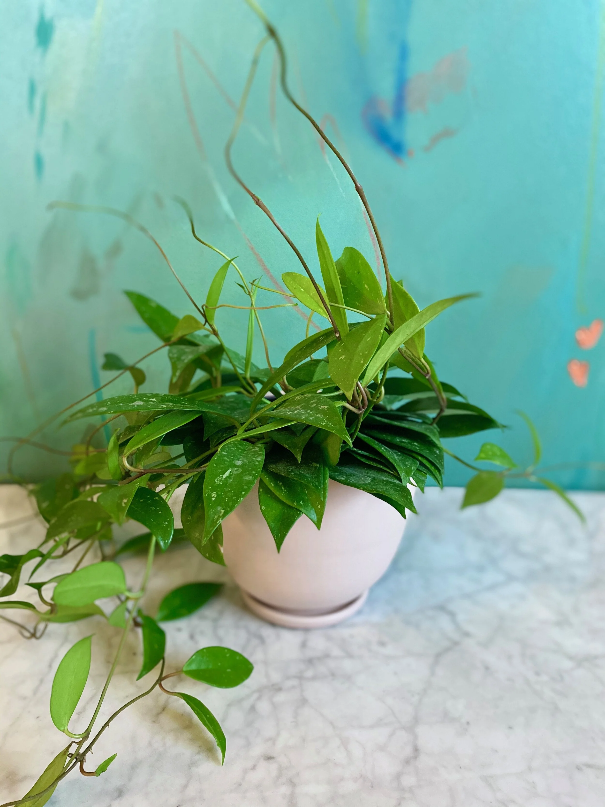 Hoya Pubicalyx — The Tender Gardener